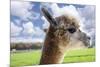 White Alpaca-BLFInk-Mounted Photographic Print