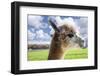 White Alpaca-BLFInk-Framed Photographic Print