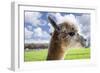 White Alpaca-BLFInk-Framed Photographic Print