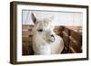 White Alpaca-j0yce-Framed Photographic Print