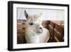 White Alpaca-j0yce-Framed Photographic Print