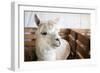 White Alpaca-j0yce-Framed Photographic Print