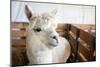 White Alpaca-j0yce-Mounted Photographic Print