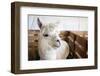 White Alpaca-j0yce-Framed Photographic Print