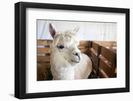 White Alpaca-j0yce-Framed Photographic Print