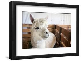 White Alpaca-j0yce-Framed Photographic Print