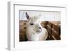 White Alpaca-j0yce-Framed Photographic Print