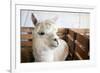 White Alpaca-j0yce-Framed Photographic Print