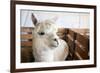 White Alpaca-j0yce-Framed Photographic Print