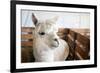 White Alpaca-j0yce-Framed Photographic Print