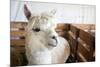 White Alpaca-j0yce-Mounted Photographic Print