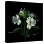 White Alstroemeria-Magda Indigo-Stretched Canvas