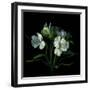 White Alstroemeria-Magda Indigo-Framed Photographic Print