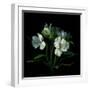 White Alstroemeria-Magda Indigo-Framed Photographic Print