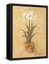 White Amaryllis II-Cheri Blum-Framed Stretched Canvas