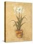 White Amaryllis II-Cheri Blum-Stretched Canvas