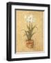 White Amaryllis II-Cheri Blum-Framed Art Print