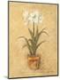 White Amaryllis II-Cheri Blum-Mounted Art Print