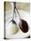 White and Dark Couverture on Spoons-Debi Treloar-Stretched Canvas