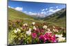 White and fuchsia coloured rhododendrons, Spluga Pass, canton of Graubunden, Switzerland-Roberto Moiola-Mounted Photographic Print