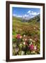 White and fuchsia coloured rhododendrons, Spluga Pass, canton of Graubunden, Switzerland-Roberto Moiola-Framed Photographic Print