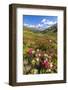 White and fuchsia coloured rhododendrons, Spluga Pass, canton of Graubunden, Switzerland-Roberto Moiola-Framed Photographic Print