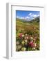 White and fuchsia coloured rhododendrons, Spluga Pass, canton of Graubunden, Switzerland-Roberto Moiola-Framed Photographic Print