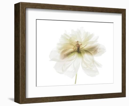 White and Gold Peony-Judy Stalus-Framed Art Print