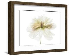 White and Gold Peony-Judy Stalus-Framed Art Print