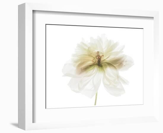 White and Gold Peony-Judy Stalus-Framed Art Print