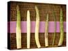 White and Green Asparagus Spears on Wicker Tray-null-Stretched Canvas