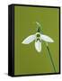 White and Green Orchid-Clive Nichols-Framed Stretched Canvas