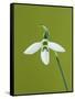 White and Green Orchid-Clive Nichols-Framed Stretched Canvas