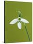 White and Green Orchid-Clive Nichols-Stretched Canvas