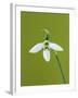 White and Green Orchid-Clive Nichols-Framed Premium Photographic Print