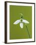 White and Green Orchid-Clive Nichols-Framed Premium Photographic Print