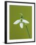 White and Green Orchid-Clive Nichols-Framed Premium Photographic Print