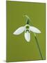 White and Green Orchid-Clive Nichols-Mounted Premium Photographic Print