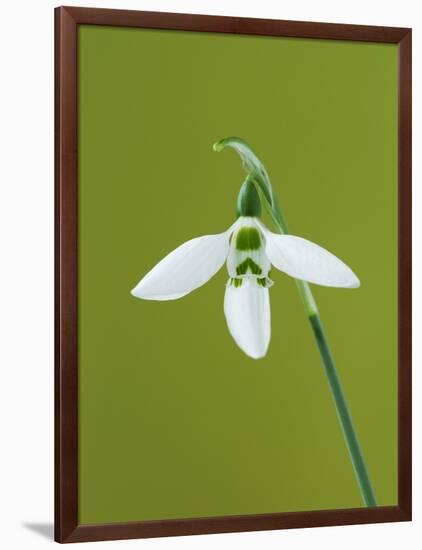 White and Green Orchid-Clive Nichols-Framed Photographic Print