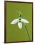White and Green Orchid-Clive Nichols-Framed Photographic Print