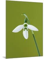 White and Green Orchid-Clive Nichols-Mounted Photographic Print