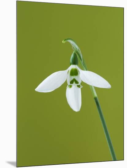 White and Green Orchid-Clive Nichols-Mounted Photographic Print