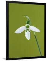 White and Green Orchid-Clive Nichols-Framed Photographic Print