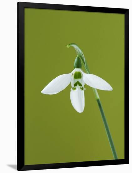 White and Green Orchid-Clive Nichols-Framed Photographic Print