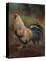 White And Green Rooster-Nenad Mirkovich-Stretched Canvas