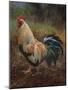 White And Green Rooster-Nenad Mirkovich-Mounted Art Print