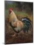 White And Green Rooster-Nenad Mirkovich-Mounted Art Print