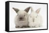 White and Grey Baby Rabbits-Mark Taylor-Framed Stretched Canvas