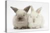 White and Grey Baby Rabbits-Mark Taylor-Stretched Canvas