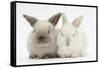 White and Grey Baby Rabbits-Mark Taylor-Framed Stretched Canvas